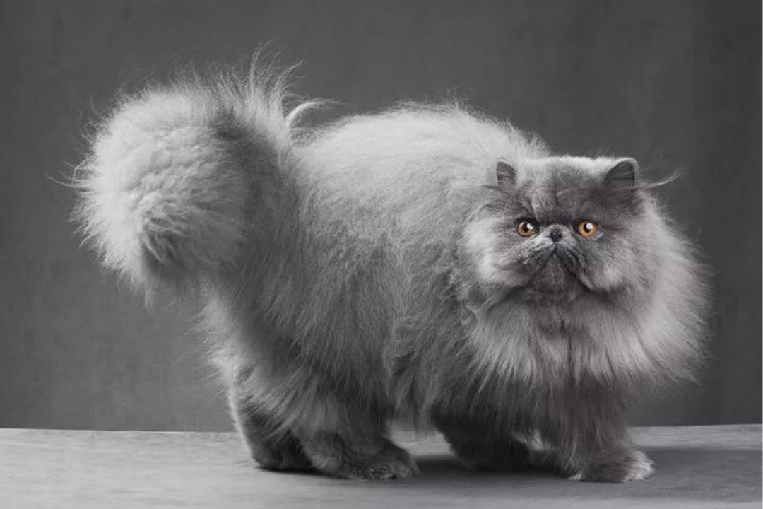 10 Best Persian Felines: A Far reaching Guide