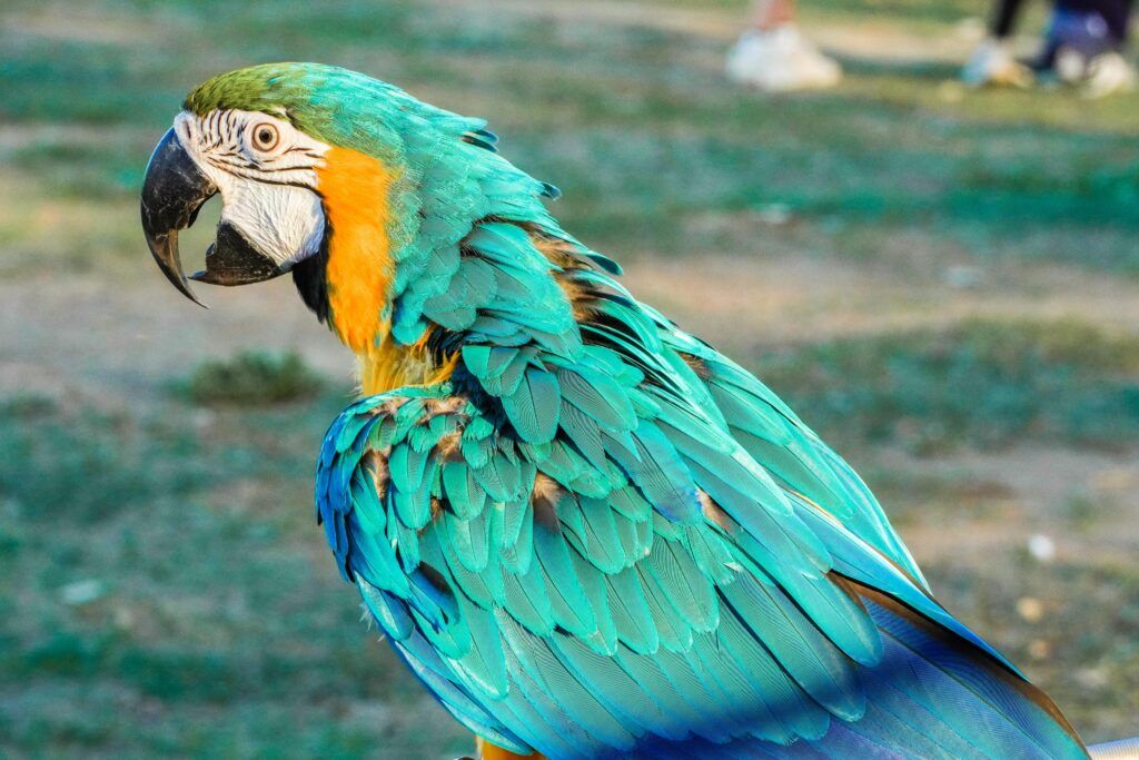 Amazon parrots