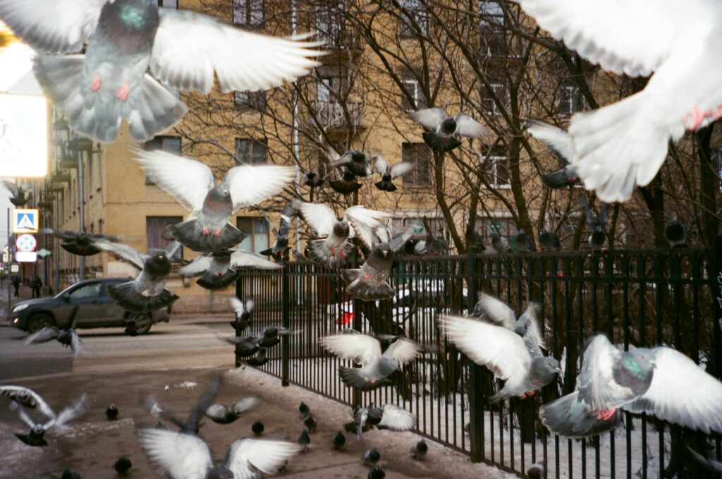 pigeons