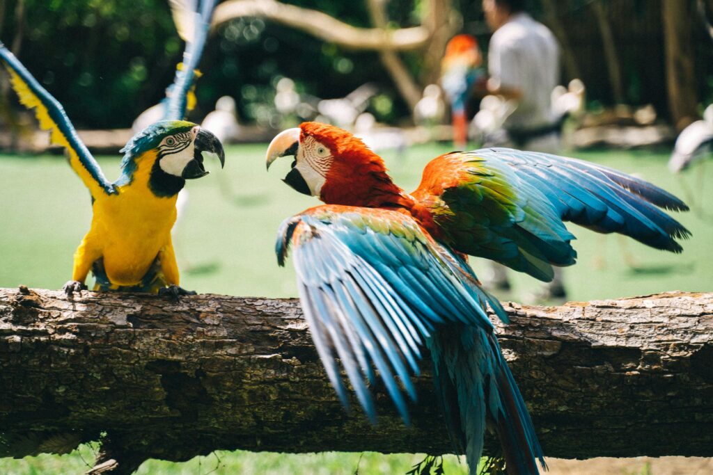 Senegal Parrots 