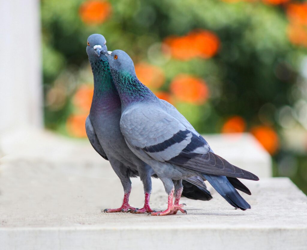 pigeons