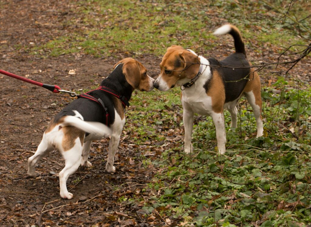 Beagles 