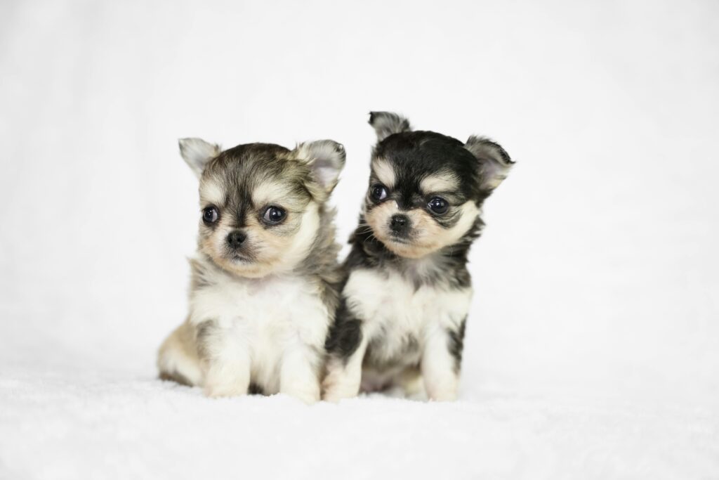 Chihuahuas