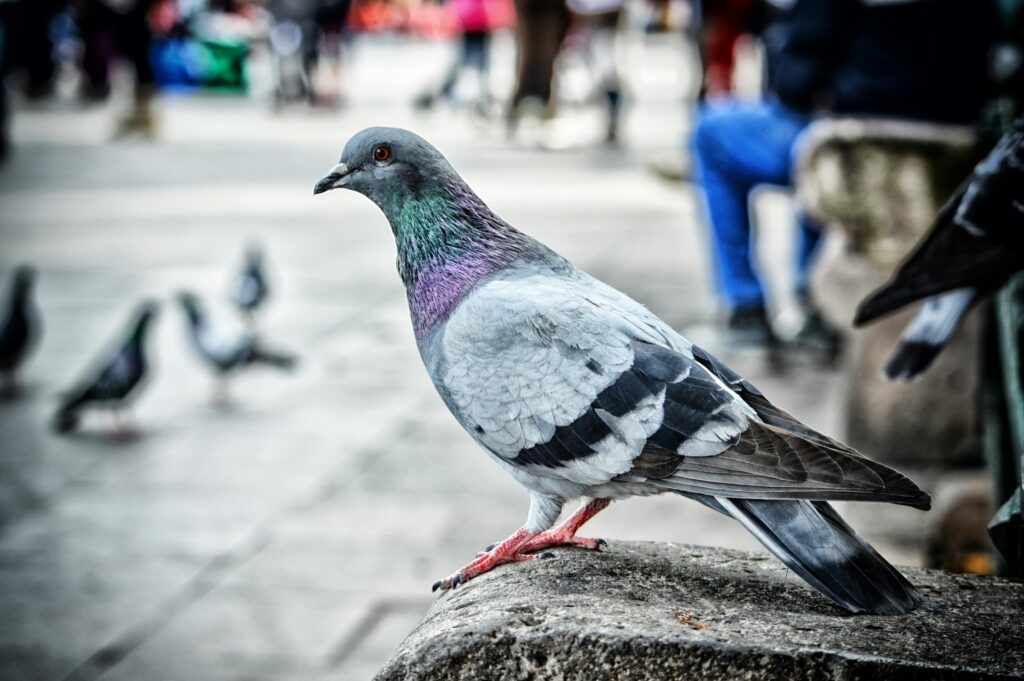 pigeons