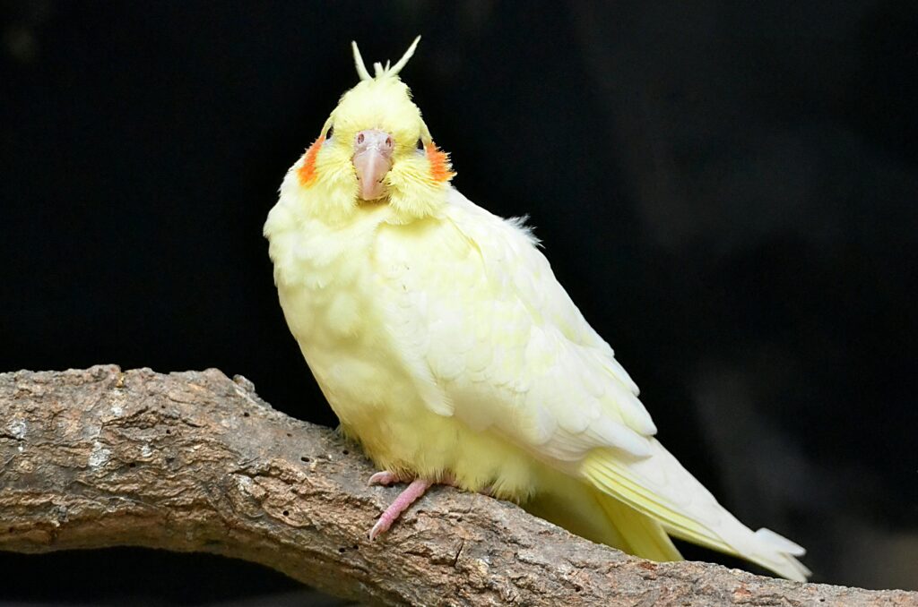 Cockatiels