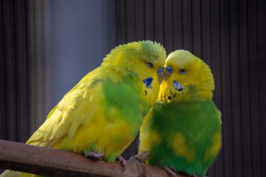 Budgerigars