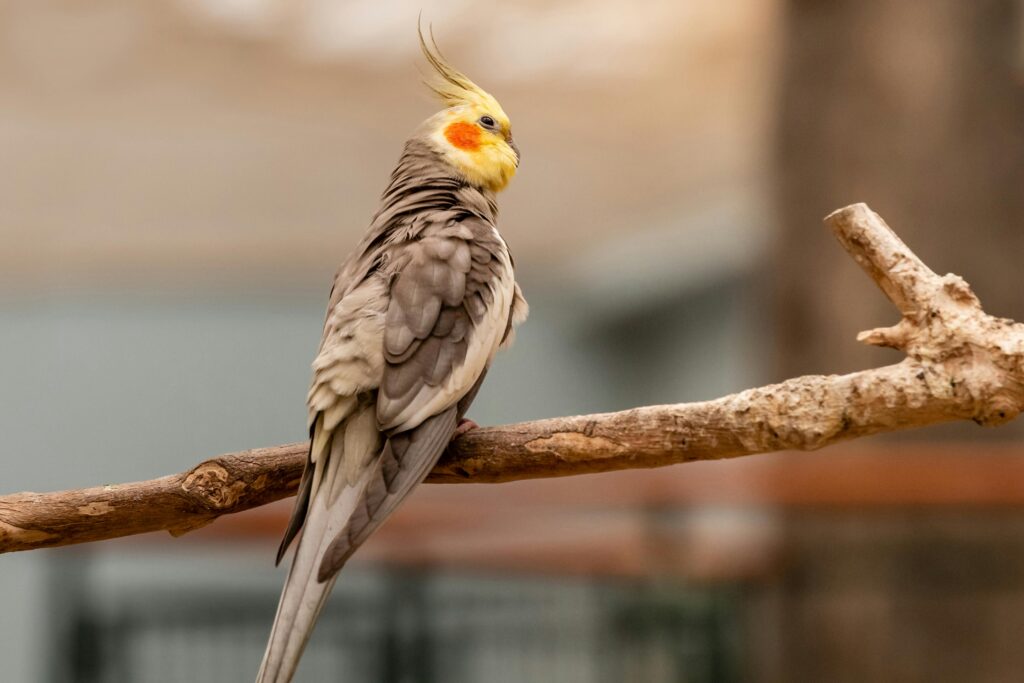 Cockatiels