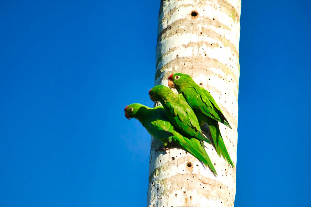 Parrots