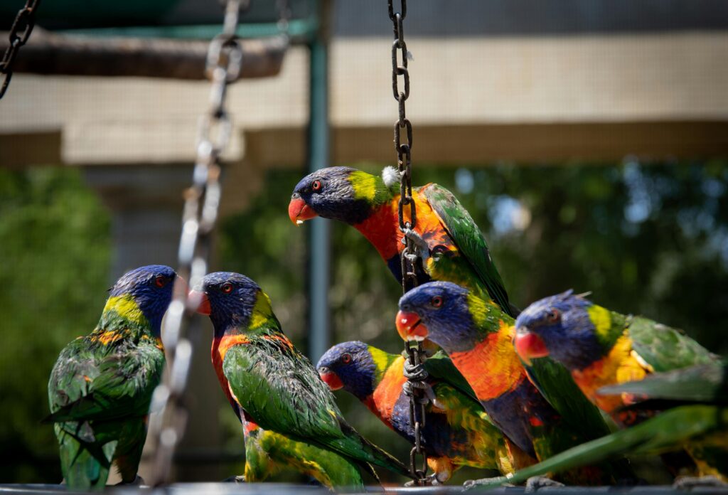 Senegal Parrots 