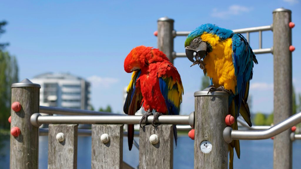 Senegal Parrots 