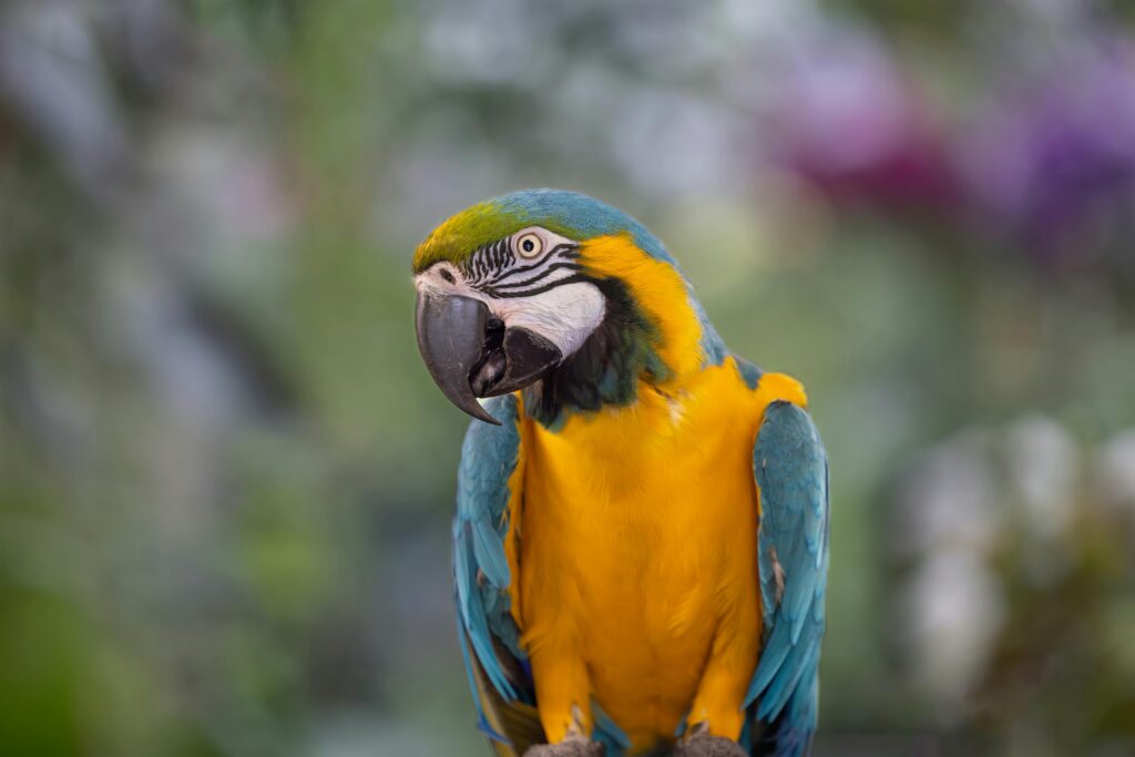 Amazon parrots