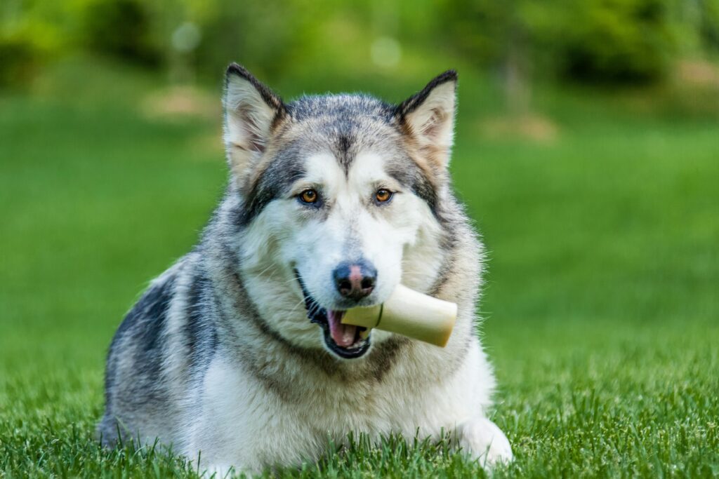 Siberian Huskies