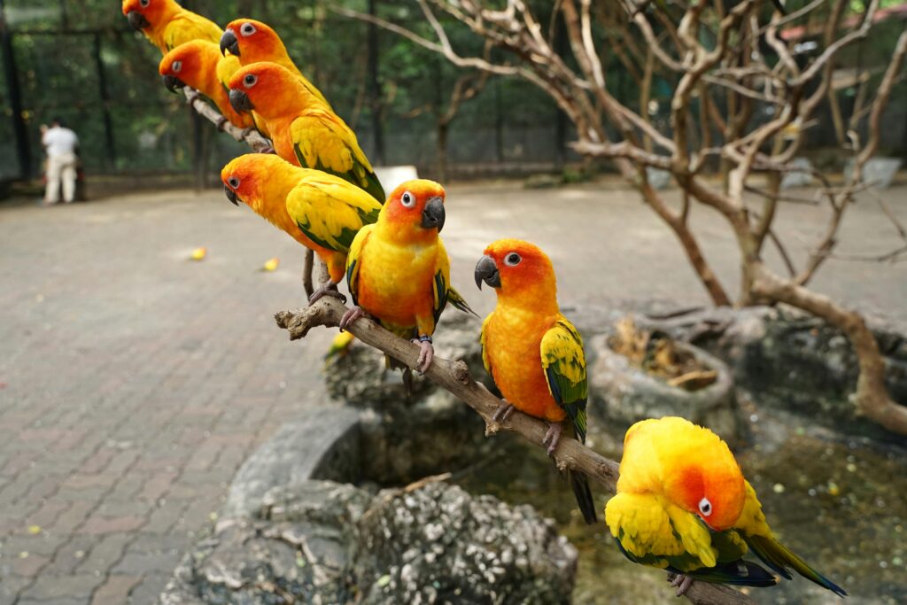 Sun Conures