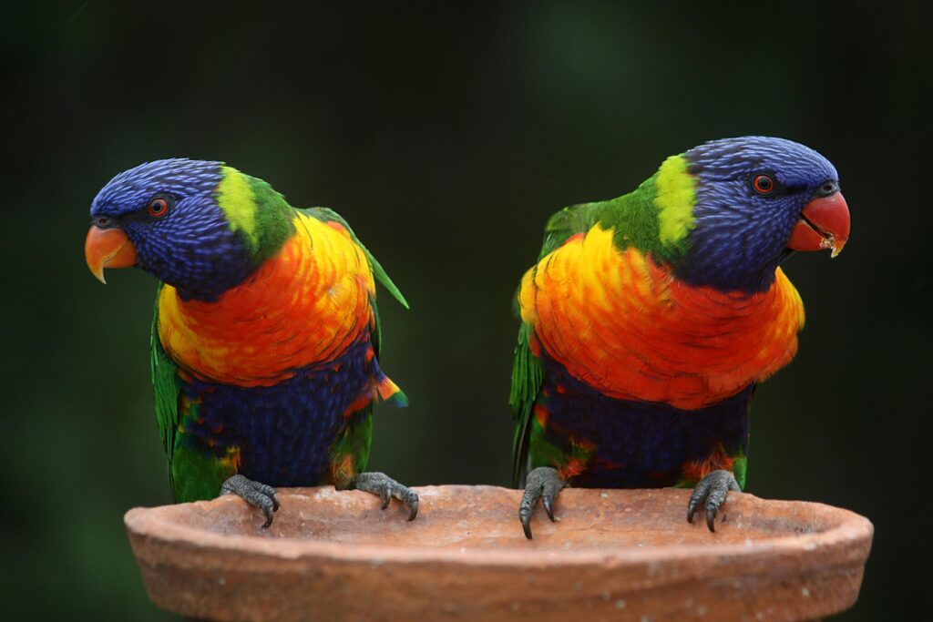 Senegal Parrots 