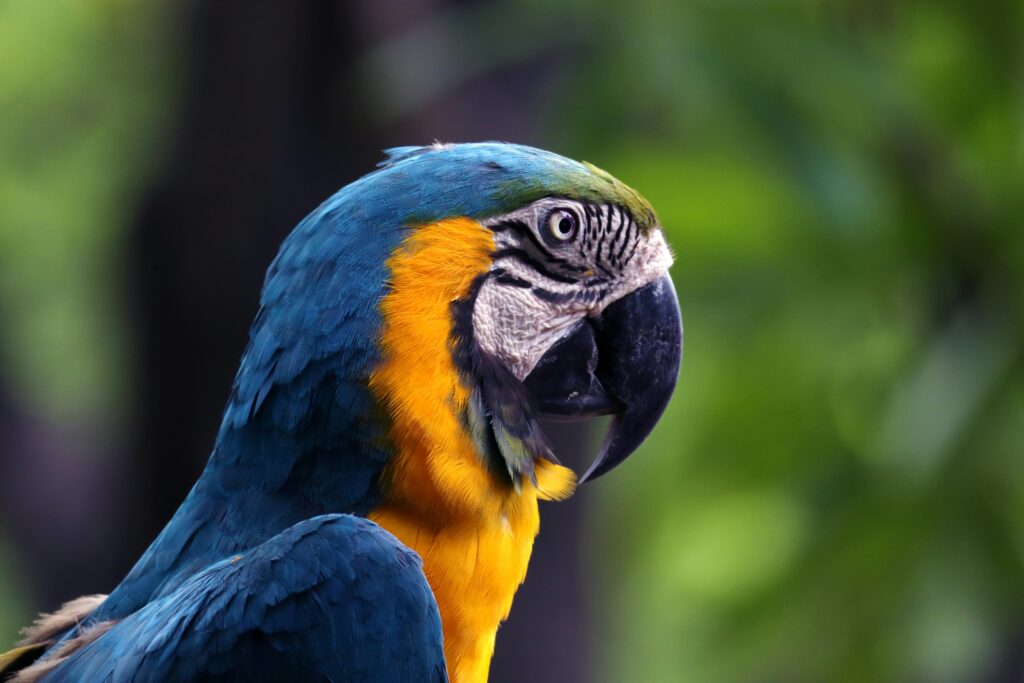 Amazon parrots