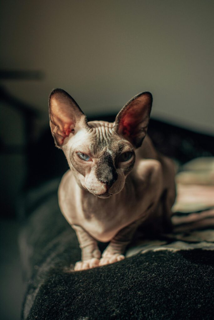 Sphynx feline