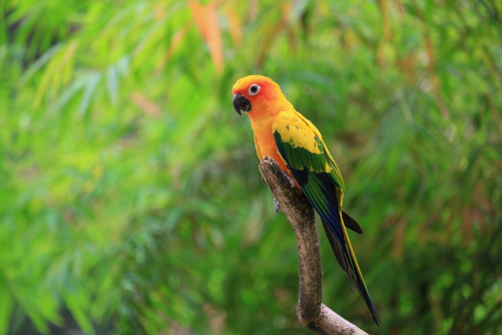 Sun Conures