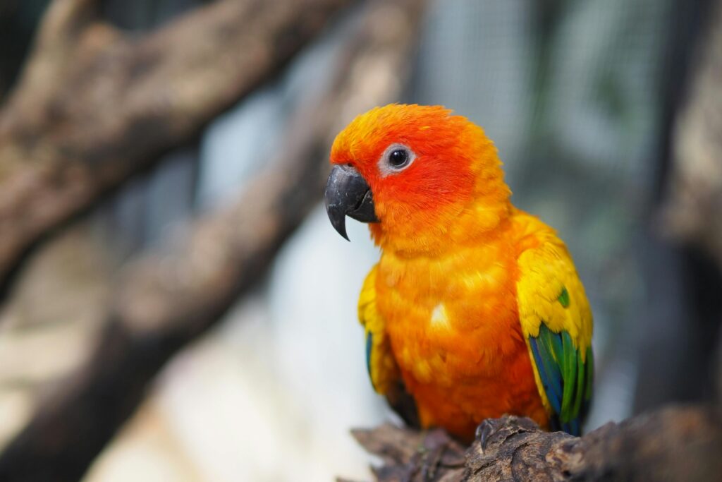 Sun Conures