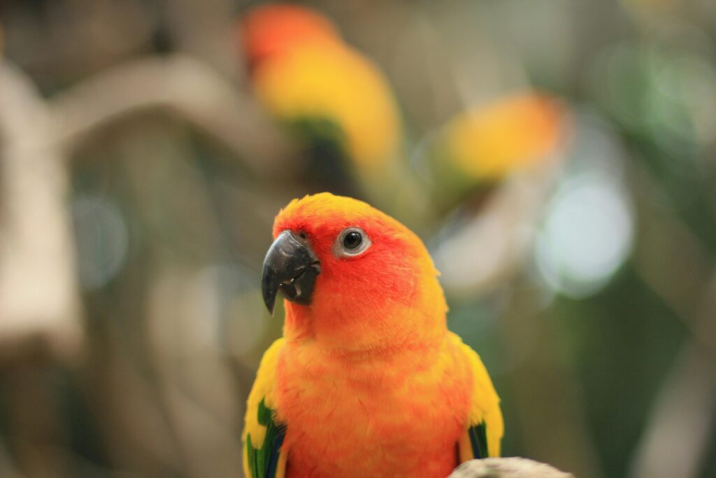 Sun Conures