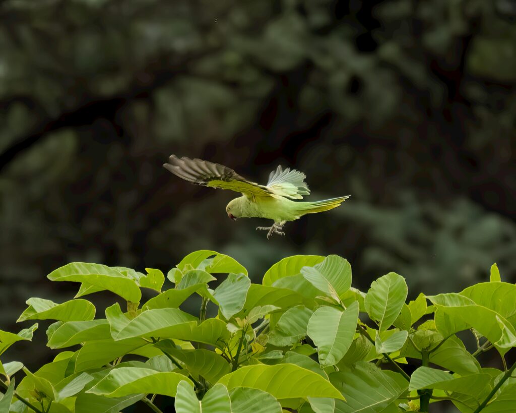 Budgerigars