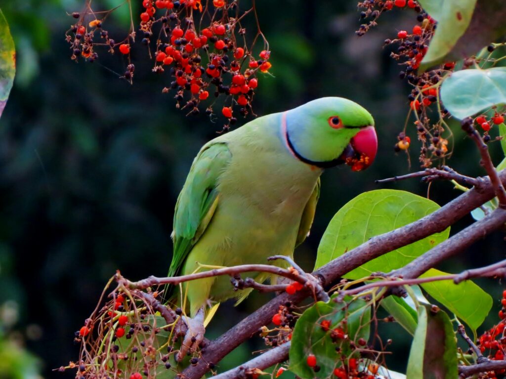 parrots