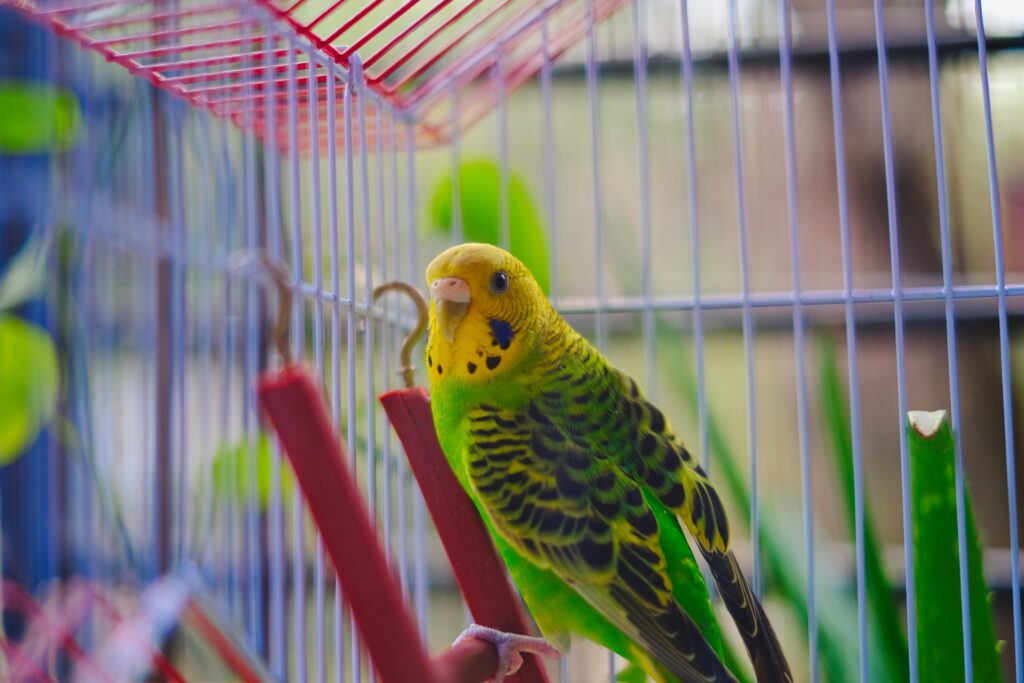 Budgerigars