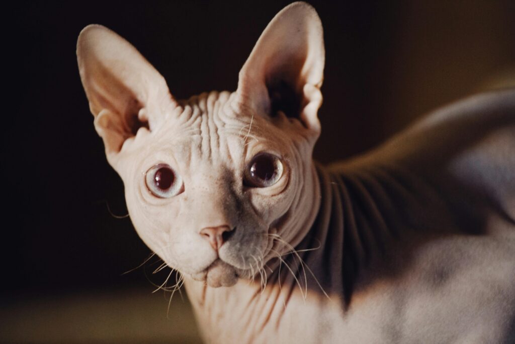 Sphynx feline