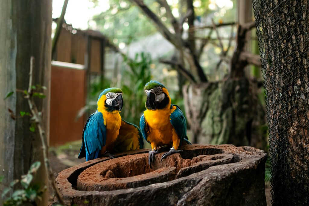 Amazon parrots