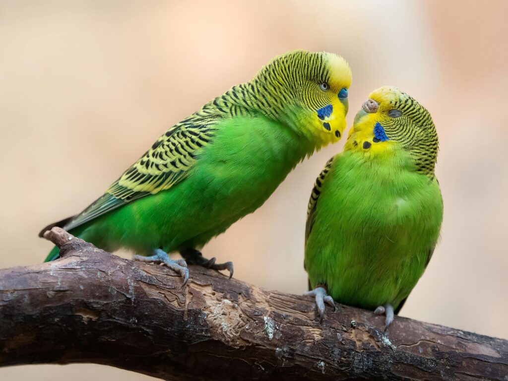 Budgerigars