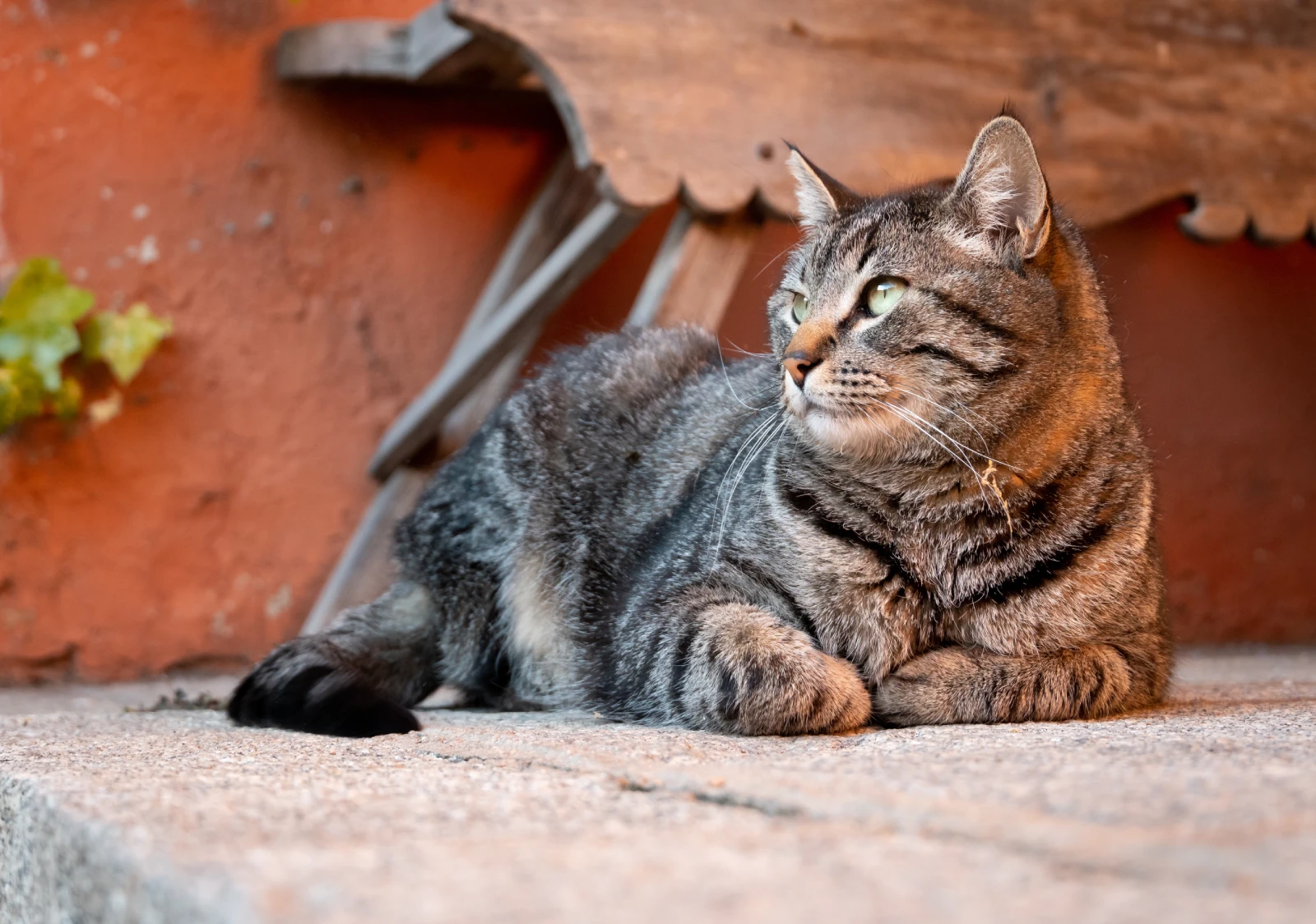 closeup-shot-cat-with-black-white-patterns-sitting-ground