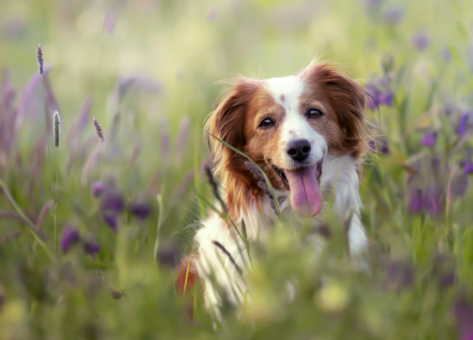 selective-focus-shot-adorable-kooikerhondje-dog-field